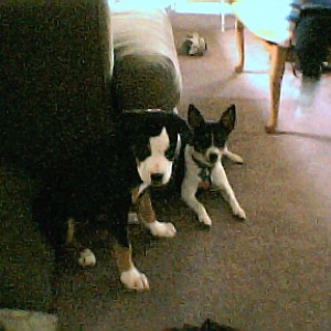 abby_and_peanut001