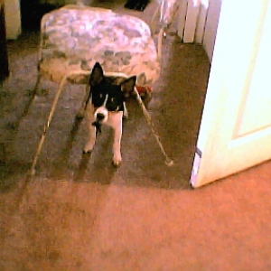 peanut