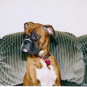 Gia2