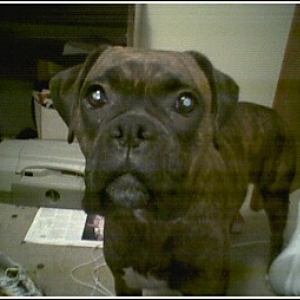 Missy 1