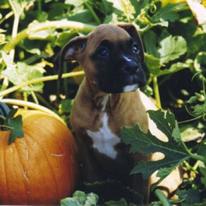 Mateus - Pumkin Angel