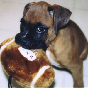 Football doog