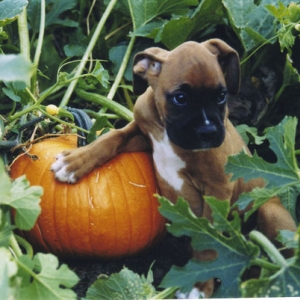 Mateus - My little pumpkin