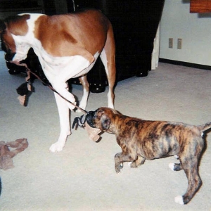 Tug O War