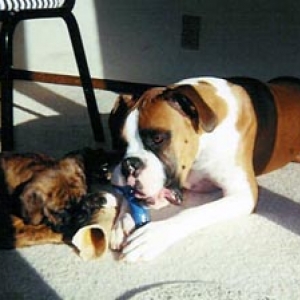 Bones and sunshine
