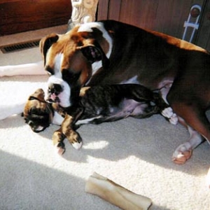 Good big brother