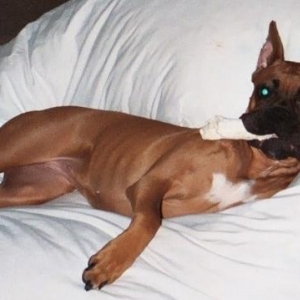 Sophia Queen of the Comforter