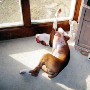 Only a boxer
