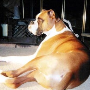 Max in a sunbeam