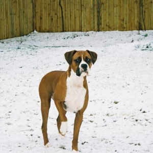 Mnumzane enjoying the snow