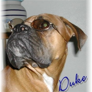 Cool Duke