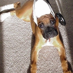 Look who got her ears cropped