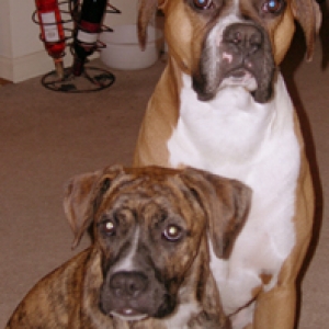 Cute doggies