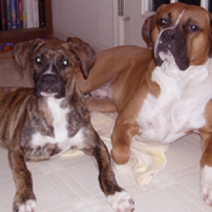 cute_doggies_2