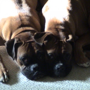 Brutus and Caesar