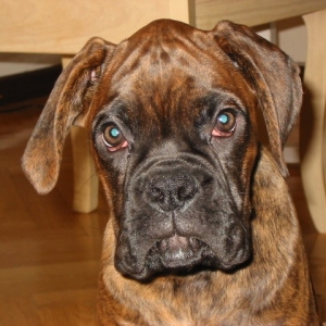 headshot