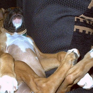 Life is hard for a puppy.