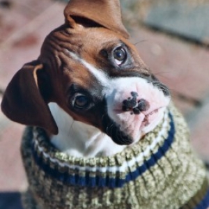 Why do I have to wear this sweater?