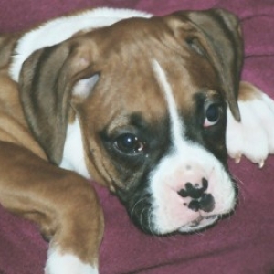 My Rosy