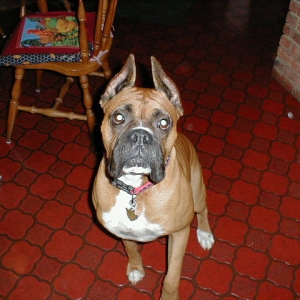 Nikko who is watching over us