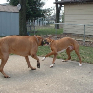 Gimme my toy ya big bully