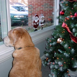 Looking for Santa