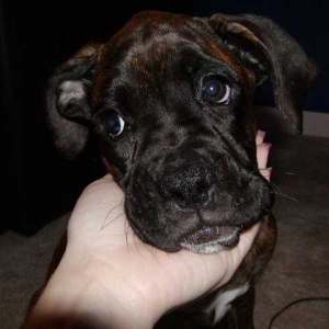 How could you resist a face like this?