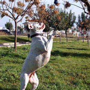 Avra jumping