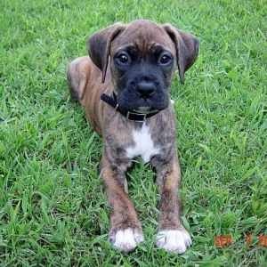 Zeus