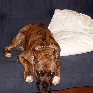 Zeus trying to nap