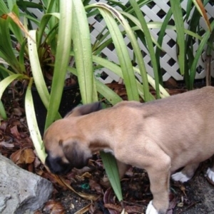 exploring the garden