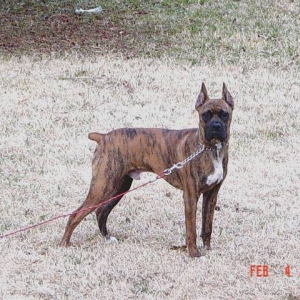 Zeus at 7 months