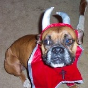 Daphne the Devil Dog