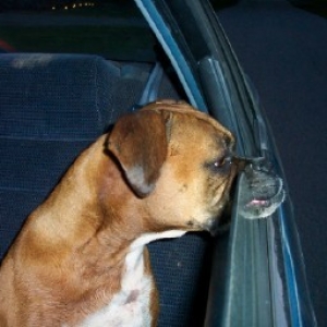 Dad, could you roll the window down a little further?