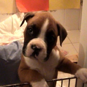 Hey! I may be small...