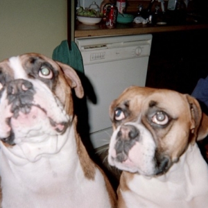 Please can we have some bones!