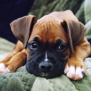 Mateus_on_blanket