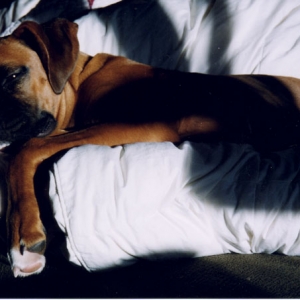 Mateus_snoozing