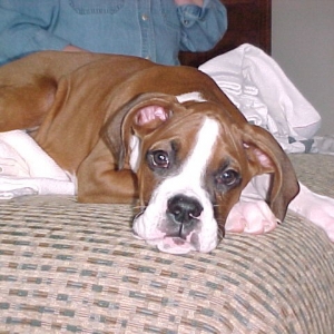 Baxter as a puppy