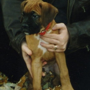 harleypup