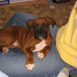 Lap baby