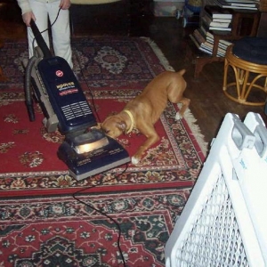 Daisy vs. Vacuum