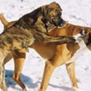 cute dogs in snow