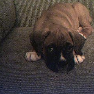 Riley- our new baby