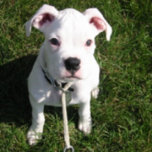 Little_Bella_small_file