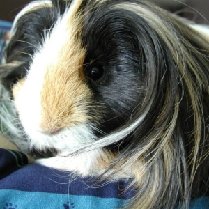 Piggy
