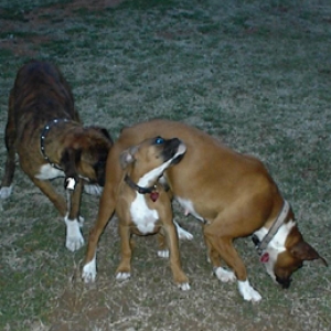 My 3 babies!
