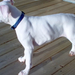 13weeks1