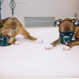 Partners in Crime