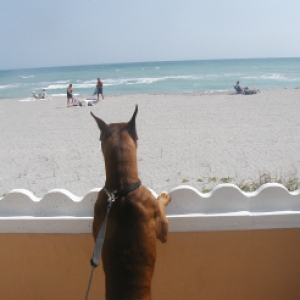 Holmes at the beach